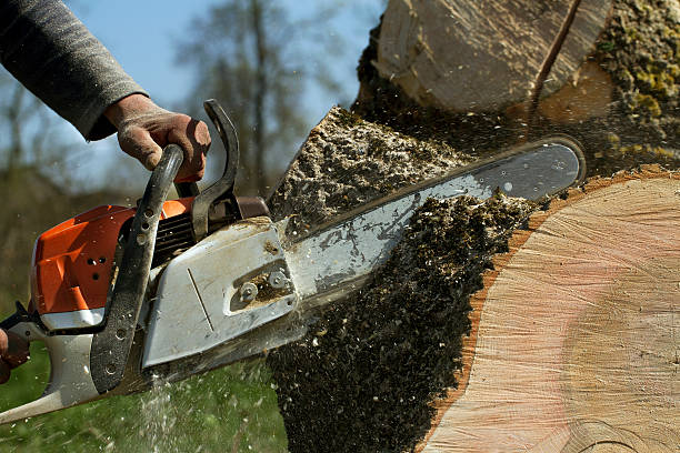 Best Dead Tree Removal  in Genoa, AR